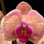 Double Spikes Phalaenopsis Sunset Gemston (4" Pot)