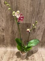 Double Spikes Phalaenopsis  I-Hsin Adzuki Bean (3.5" pot) - Image 3