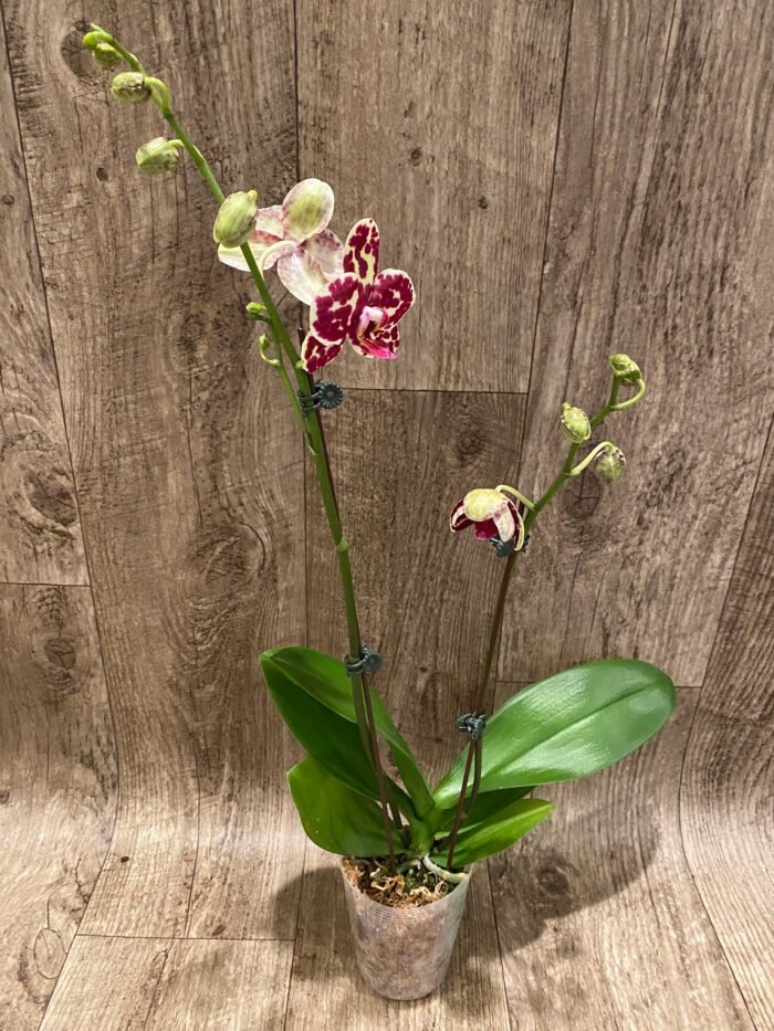 Double Spikes Phalaenopsis  I-Hsin Adzuki Bean (3.5" pot) - Image 3