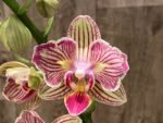 Double Spikes Phalaenopsis Dtps. I-Hsin Sun Beauty ‘Peloric’ (3.5" pot) - Image 2