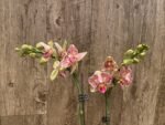 Double Spikes Phalaenopsis Dtps. I-Hsin Sun Beauty ‘Peloric’ (3.5" pot) - Image 3