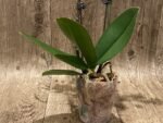 Double Spikes Phalaenopsis Dtps. I-Hsin Sun Beauty ‘Peloric’ (3.5" pot) - Image 6