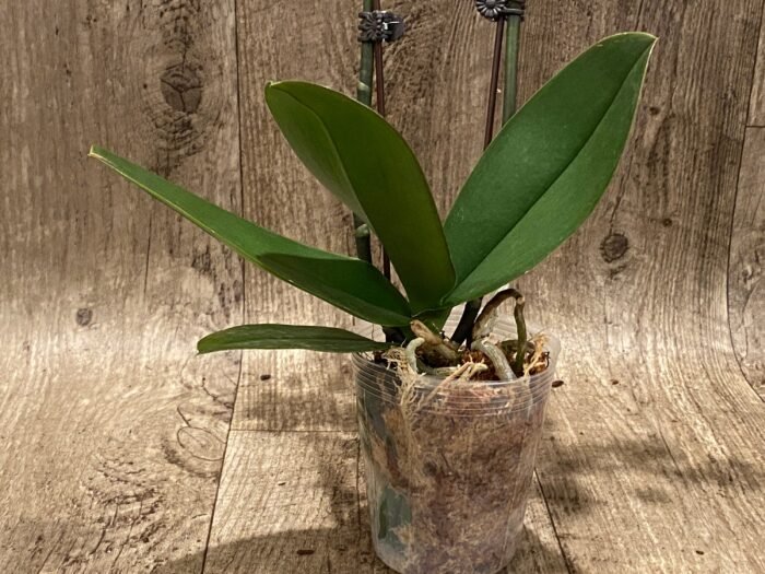 Double Spikes Phalaenopsis Dtps. I-Hsin Sun Beauty ‘Peloric’ (3.5" pot) - Image 6
