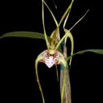 Dendrobium tetragonum x sibling (3.5” pot)