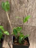 Dendrobium tetragonum x sibling (3.5” pot) - Image 4