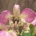 5 Spikes! Dendrobium Royal Chip x Roy Tokunaga semi alba (Rare Pink Form, 3.5” pot)