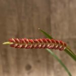 Dendrochillum wenzelli ‘Kapoho Fire’ (3.5” pot)