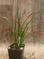 Dendrochillum wenzelli ‘Kapoho Fire’ (3.5” pot) - Image 3