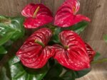 Anthurium Dark Red (6” pot) - Image 3