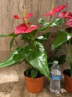 Anthurium Dark Red (6” pot) - Image 6