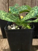 IN SPIKE Paph. acmodontum x argus (3.5" pot) - Image 4