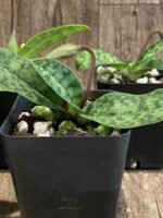 IN SPIKE Paph. acmodontum x argus (3.5" pot) - Image 5