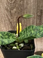 IN SPIKE Paph. acmodontum x argus (3.5" pot) - Image 8