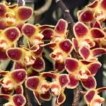Chiloschista lunifera x sib (3” Pot)
