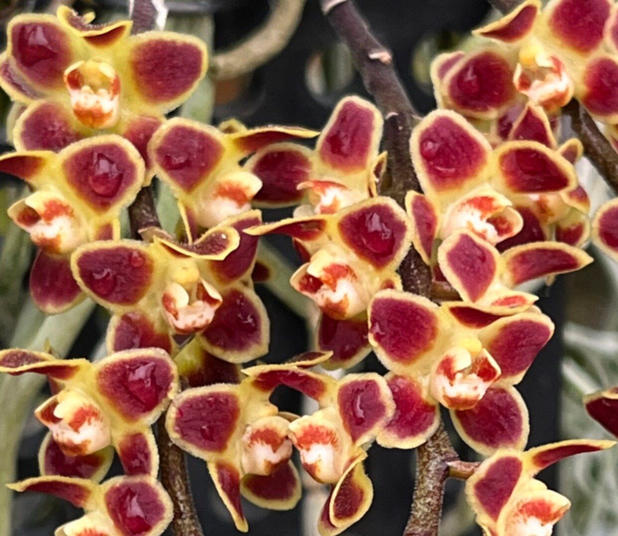 il_fullxfull.5760038170_42uz.jpg Chiloschista lunifera x sib (3” Pot) - Image 1