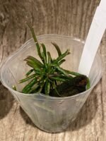 Chiloschista lunifera x sib (3” Pot) - Image 8