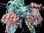 Chiloschista lunifera x sib (3” Pot) - Image 2