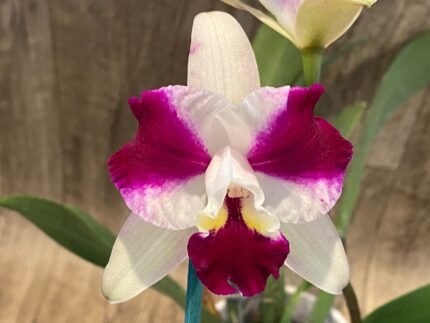 In Sheath Lc. Purple Cascade 'Sweet Beauty' (3.5” Pot)