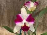 In Sheath Lc. Purple Cascade 'Sweet Beauty' (3.5” Pot) - Image 2