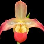 In Bloom/Bud - Phragmipedium Quintal Bang Sequential Bloomer (4.5” pot)