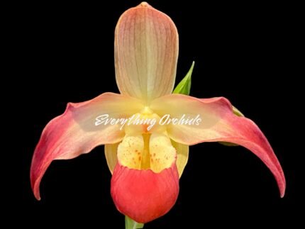 In Bloom/Bud - Phragmipedium Quintal Bang Sequential Bloomer (4.5” pot)