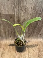 In Bud Fragrant - Cattleya quadricolor (chocoensis) x sib (5” Pot) - Image 3