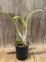In Bud Fragrant - Cattleya quadricolor (chocoensis) x sib (5” Pot) - Image 4