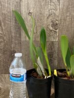 Rlc. Amazing Thailand ‘Rainbow’ Blooming Size (4.5" Pot) - Image 4