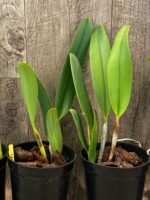 Rlc. Amazing Thailand ‘Rainbow’ Blooming Size (4.5" Pot) - Image 5