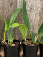 Rlc. Amazing Thailand ‘Rainbow’ Blooming Size (4.5" Pot) - Image 6
