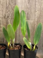 Rlc. Amazing Thailand ‘Rainbow’ Blooming Size (4.5" Pot) - Image 8