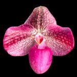 Double plant Paph. Kevin Porter (2” pot)
