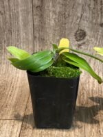 Paph. spicerianum 'Green Hat' x self (2" pot) - Image 5