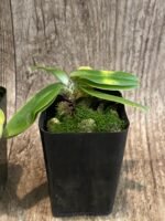 Paph. spicerianum 'Green Hat' x self (2" pot) - Image 7