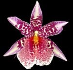DOUBLE SPIKES Beallara Big Shot 'Pink Leopard' (3.5” Pot)