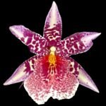 DOUBLE SPIKES Beallara Big Shot 'Pink Leopard' (3.5” Pot)