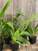 DOUBLE SPIKES Beallara Big Shot 'Pink Leopard' (3.5” Pot) - Image 5