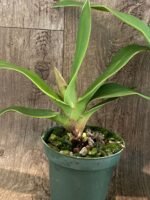 In Spike/Bud - Phrag. QF Kealohaikea (QF Rita × Eric young) (4.5" pot) - Image 4
