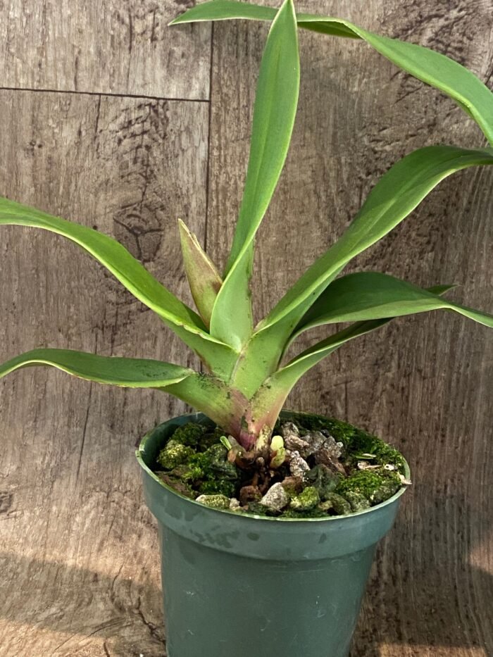 In Spike/Bud - Phrag. QF Kealohaikea (QF Rita × Eric young) (4.5" pot) - Image 4