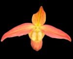 In Bud Phragmipedium QF Volcano Joy (Eric Young x QF Red Wings) (4.5” pot)