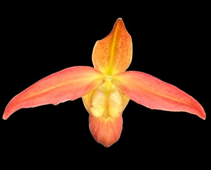 In Bud Phragmipedium QF Volcano Joy (Eric Young x QF Red Wings) (4.5” pot) - Image 1