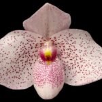 Paph. Vanda M. Pearman (bellatulum x delenatli v. Vinicolor) (2” pot)