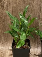 Dendrobium Hibiki (bracteosum x laevifolium) (3.5” pot) - Image 5