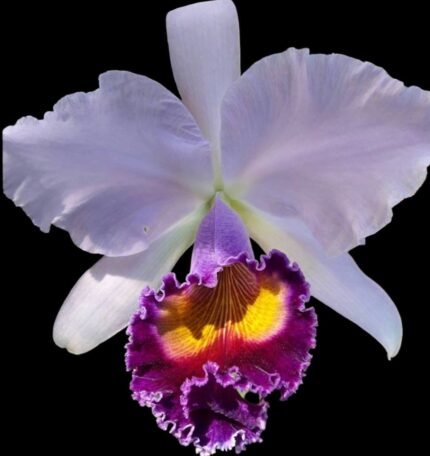 Cattleya Dinard ‘Blue Heaven' (5” pot)