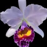 Cattleya Dinard ‘Blue Heaven' (3.5” pot)