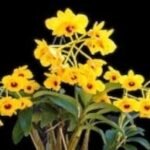 Dendrobium chrysotoxum v. suavissimum x sib (3.5” pot)