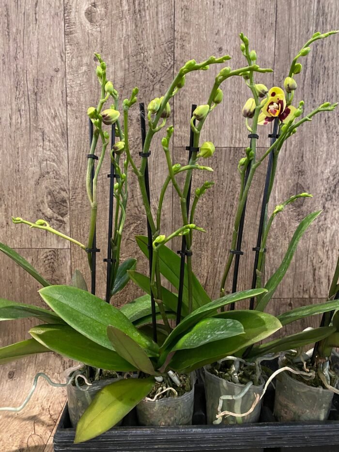 Double Spikes Phalaenopsis I-Hsin Macchiata (3.5" pot) - Image 6