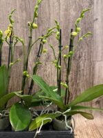 Double Spikes Phalaenopsis I-Hsin Macchiata (3.5" pot) - Image 7