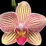 Double Spikes Phalaenopsis Dtps. I-Hsin Sun Beauty (3.5" pot)