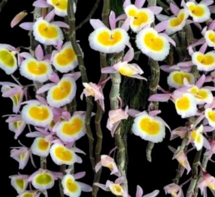 Dendrobium primulinum v. Laos (4.5” pot)